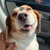 Cordelia Langosh (@langoshcor60984) 's Twitter Profile