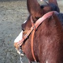 Jennifer Bégin - @JennyLoveHorse - Twitter