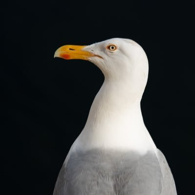 AlfGufsevik's profile picture. 