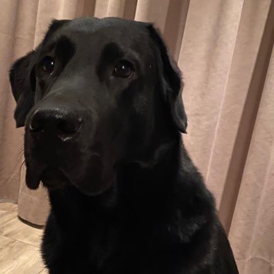 Rip Max 17-05-2021 20-01-2024 i miss max very much