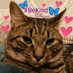 🌻Samson Cat🐱 (@meowmiya88) Twitter profile photo 🌻Samson Cat🐱 (@meowmiya88) Twitter profile photo