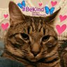 MeowMiya88's profile picture. Samson the sweetest cat in the universe, a purr-machine!😺 #cats #dogs #SaveThemAll #AnimalRights  #TeamKittySOS #wildflowerhour 🌼#wildflowers 🌻