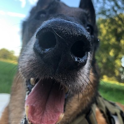 DianaKMalek's profile picture. Poet, painter, dancer. Candidate in training, C.G. Jung Institute.