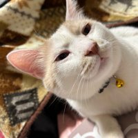 みやび (@miyabi03301341) Twitter profile photo