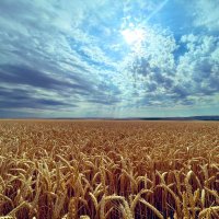Farmer's daughter (@anastas39985955) 's Twitter Profile