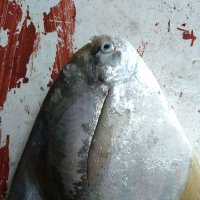 tanpanama (@sp_edorr) 's Twitter Profile