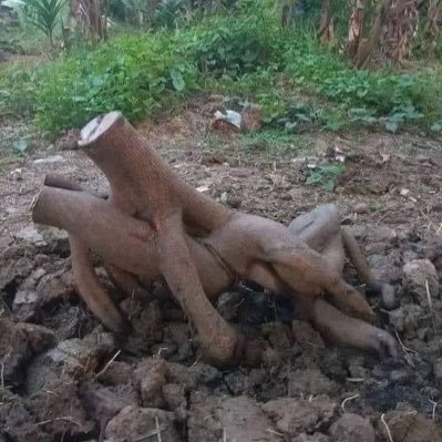 HalakHita_Do's profile picture. Penyangkul Ladang Kunyi(T) . HIV Negative (19/03/2024) . On PREP 💊 29/165/73/.  18 🍆. prefer bottom with big dick .