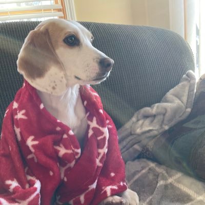Me: USAF vet, dog lover, father of the greatest daughter on the planet. Daisy: Beagle extraordinaire. Adopted 10/1/23. No DMs.