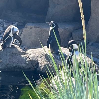 Rajputvth02's profile picture. People may forget what you said, but they will never forget how you made them feel.