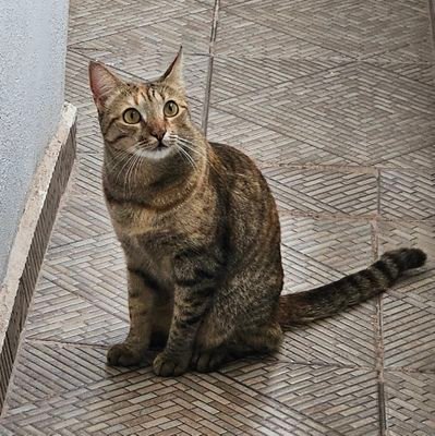 Cuenta administrada por un gato!