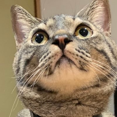 トラリピ😭 2022.5月FP3級🙆‍♀️、簿記3級164回🙅‍♀️、165回🙆‍♀️、2024.1月FP2級🙆‍♀️無言フォローをお許し下さい。いいね、専門です。