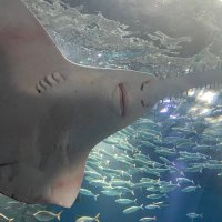 ななろく (@qtiys) 's Twitter Profile