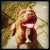 Maxim Shafirov (@mshafirov) Twitter profile photo Maxim Shafirov (@mshafirov) Twitter profile photo