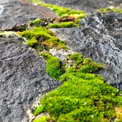 Kinda lichen moss | Social Media @GamersOutreach | 🇺🇸🇿🇦