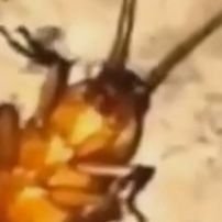 the_potato_roac's profile picture. 