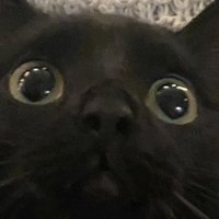 you should adopt a cat(@realolivas) 's Twitter Profile Photo