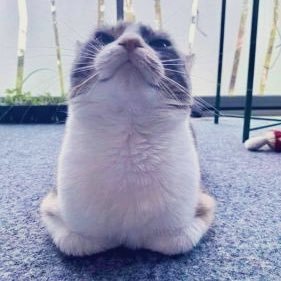 wackyweasel0's profile picture. 