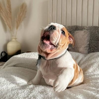 Welcome to @bulldog_club09
We share daily #bulldog contents.
Follow us if you really love bulldogs.