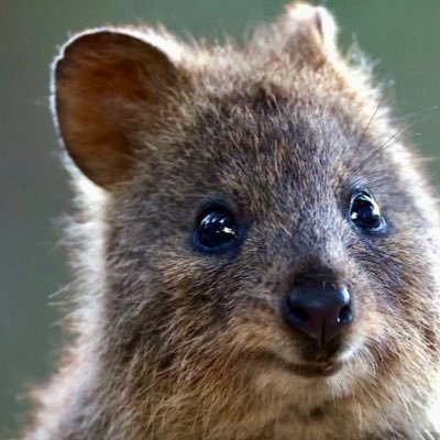 ナルト、キングダム、ハンターハンターは人生のバイブル。