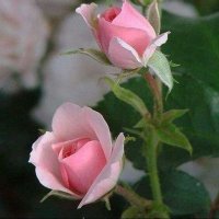 Josh Fadel (@fadel_josh71898) 's Twitter Profile