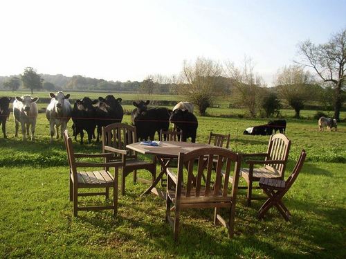 SomCountryEsc's profile picture. 10 go wild in Somerset? Follow us for pics of chicks, cows, hen parties, actual hens, and general rural updates.