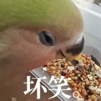 code(低浮上) (@code_087) 's Twitter Profile