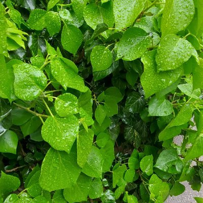 cyrniks's profile picture. 