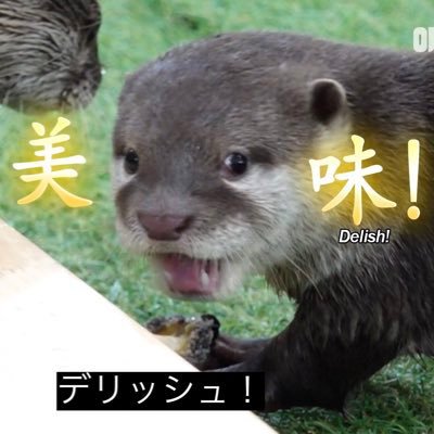ottersyoshi Profile Picture