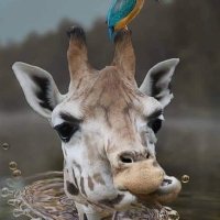 matkaTEO (@pyzewicz) 's Twitter Profile
