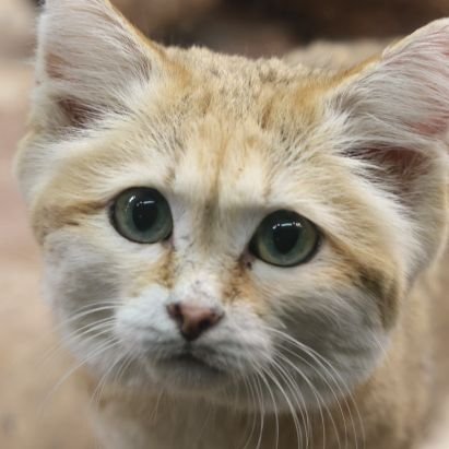 那須どうぶつ王国、スナネコのシャリフパパ💕激推しです