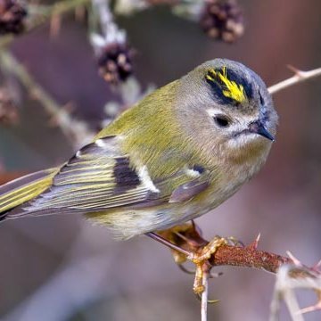 Retired from the RNLI, started walking to keep fit with a camera, got sidetracked and now following following  wildlife full time, Birds, Animals and Insects.