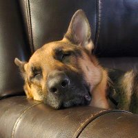 LarrikinDogs (@spookywanluke) 's Twitter Profile