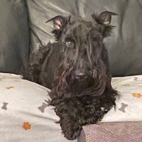 Harris the Scottie Bairn (@scottie_bairn) 's Twitter Profile