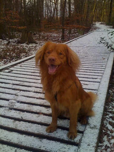 Rowdy_The_Fool's profile picture. A friendly (did you hear that? Friendly !) Duck-tolling Retriever, who very much loves his family and home.