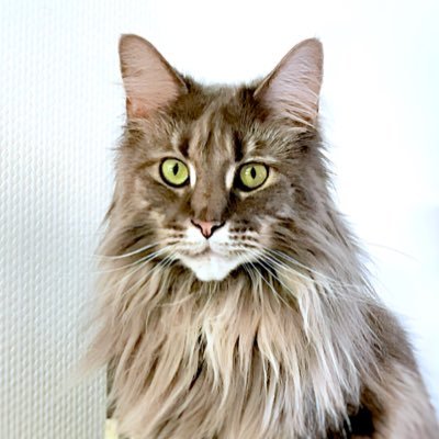 CatZazou Profile Picture