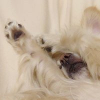 ルカとアト (@luca_chihuax) 's Twitter Profile