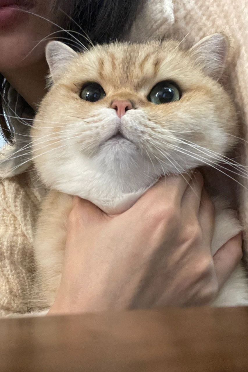 lotsofox125025's profile picture. Problem Solver