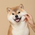 Gelatoni (@headfit188203) Twitter profile photo