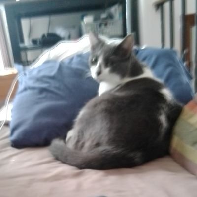 superSquinchys's profile picture. Hi my name is Squinchys, and I love wrestling