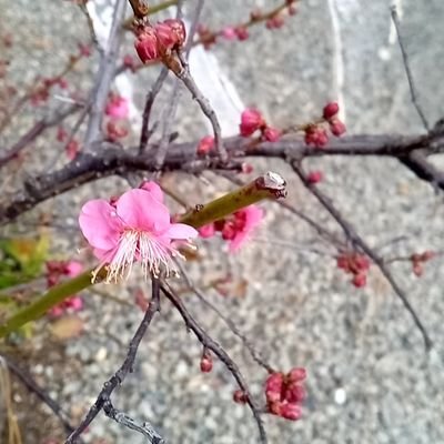 ヒトの教育の会の「生物学的視点からの教育の見直し 科学の光でわかった伝統的教育の正しさ」(井口潔先生著)の読書会のお世話人を担当しております。