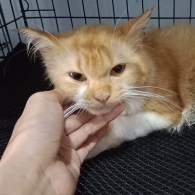 oldtypeoflamp's profile picture. roller coast-ing