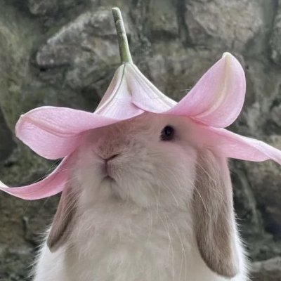 22 ✰ autistic ✰ pan aroace 🏳️‍⚧️ ✰ bunny (creature) enthusiast ☆ gardian of the Moon 🌙
bluesky : https://t.co/S539FMGxQE