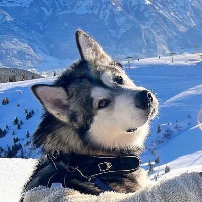 👉Welcome to @huskyheartland
🐕We share daily #Husky Contents
🐾Follow us if you really love Husky