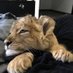 Simba (@simbasjungles) Twitter profile photo Simba (@simbasjungles) Twitter profile photo