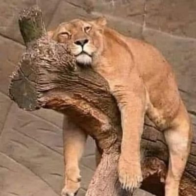 Atz's profile picture. 