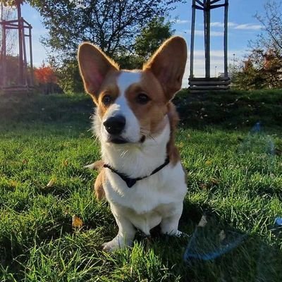 corgi_inwestor Profile Picture