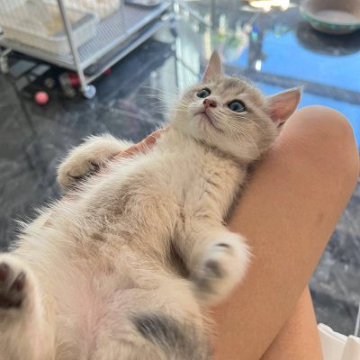 Anika14501's profile picture. Founder of Wenxuan Adult Products | High-end sex dolls, real experience💖 | DM welcome for consultation! | No investment advice