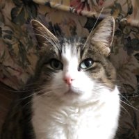 PussyCat ✝️🙏🎗️ (@soleil_trompeur) 's Twitter Profile Photo