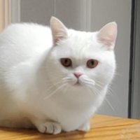 Yuetong Guo (@yuetong_guo) 's Twitter Profile Photo Yuetong Guo (@yuetong_guo) 's Twitter Profile Photo