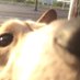 ãœã£ãœ (@lovelikepoppo) Twitter profile photo ãœã£ãœ (@lovelikepoppo) Twitter profile photo